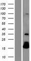 HBQ1 Protein - Western validation with an anti-DDK antibody * L: Control HEK293 lysate R: Over-expression lysate