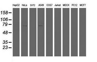 HBS1L Antibody - Western blot of extracts (35ug) from 9 different cell lines by using anti-HBS1L monoclonal antibody (HepG2: human; HeLa: human; SVT2: mouse; A549: human; COS7: monkey; Jurkat: human; MDCK: canine; PC12: rat; MCF7: human).