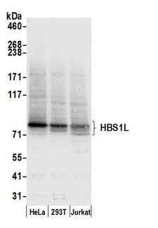 HBS1L Antibody - Detection of human HBS1L by western blot. Samples: Whole cell lysate (50 µg) from HeLa, HEK293T, and Jurkat cells prepared using NETN lysis buffer. Antibody: Affinity purified rabbit anti-HBS1L antibody used for WB at 0.1 µg/ml. Detection: Chemiluminescence with an exposure time of 10 seconds.