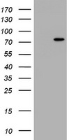 HBS1L Antibody - HEK293T cells were transfected with the pCMV6-ENTRY control (Left lane) or pCMV6-ENTRY HBS1L (Right lane) cDNA for 48 hrs and lysed. Equivalent amounts of cell lysates (5 ug per lane) were separated by SDS-PAGE and immunoblotted with anti-HBS1L.