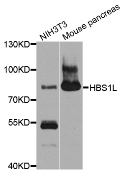 HBS1L Antibody - Western blot analysis of extracts of various cell lines, using HBS1L antibody at 1:1000 dilution. The secondary antibody used was an HRP Goat Anti-Rabbit IgG (H+L) at 1:10000 dilution. Lysates were loaded 25ug per lane and 3% nonfat dry milk in TBST was used for blocking. An ECL Kit was used for detection and the exposure time was 90s.