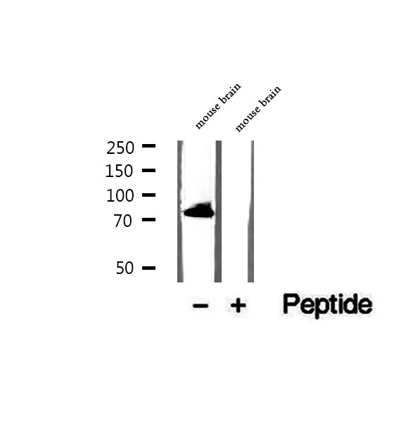 HBS1L Antibody - Western blot analysis of extracts of mouse brain tissue using HBS1L antibody.