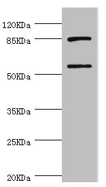HBZ Antibody - Western blot All Lanes:HBZ antibody at 2.56ug/ml+Hela whole cell lysate Secondary Goat polyclonal to rabbit at 1/10000 dilution Predicted band size: 85kDa Observed band size: 85kDa,60kDa