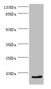 HBZ Antibody - Western blot All lanes: HBZ antibody at 2.56µg/ml + K562 whole cell lysate Secondary Goat polyclonal to rabbit IgG at 1/10000 dilution Predicted band size: 15 kDa Observed band size: 15 kDa