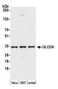 HC71 / GLOD4 Antibody - Detection of human GLOD4 by western blot. Samples: Whole cell lysate (15 µg) from HeLa, HEK293T, and Jurkat cells prepared using NETN lysis buffer. Antibody: Affinity purified rabbit anti-GLOD4 antibody used for WB at 1:1000. Detection: Chemiluminescence with an exposure time of 75 seconds.