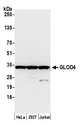 HC71 / GLOD4 Antibody - Detection of human GLOD4 by western blot. Samples: Whole cell lysate (15 µg) from HeLa, HEK293T, and Jurkat cells prepared using NETN lysis buffer. Antibody: Affinity purified rabbit anti-GLOD4 antibody used for WB at 1:1000. Detection: Chemiluminescence with an exposure time of 10 seconds.