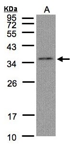 HC71 / GLOD4 Antibody - Sample (30 ug of whole cell lysate). A: Hep G2. 12% SDS PAGE. HC71 / GLOD4 antibody diluted at 1:1000
