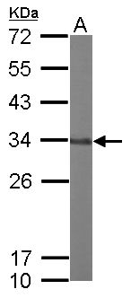 HC71 / GLOD4 Antibody - Sample (50 ug of whole cell lysate). A: Mouse brain. 12% SDS PAGE. HC71 / GLOD4 antibody diluted at 1:1000.