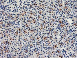 HCA557B / METTL21A Antibody - IHC of paraffin-embedded Human pancreas tissue using anti-FAM119A mouse monoclonal antibody.