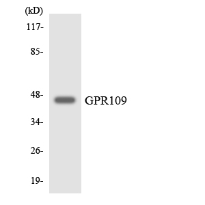HCAR3 / GPR109B / HM74 Antibody - Western blot analysis of the lysates from HepG2 cells using GPR109 antibody.