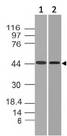 HCAR3 / GPR109B / HM74 Antibody - Fig-1: Western blot analysis of HCAR3. Anti-HCAR3 antibody was used at 2 µg/ml on MOLT-4 lysate.