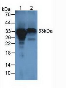 HCCS Antibody - Western Blot; Sample: Lane1: Human Hela Cells; Lane2: Rat Placenta Tissue.