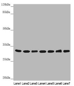 HCCS Antibody - Western blot All lanes: HCCS antibody at 3.54µg/ml Lane 1: Mouse small intestine tissue Lane 2: Mouse heart tissue Lane 3: Mouse skeletal muscle tissue Lane 4: Hela whole cell lysate Lane 5: RAW264.7 whole cell lysate Lane 6: MCF-7 whole cell lysate Lane 7: HepG2 whole cell lysate Secondary Goat polyclonal to rabbit IgG at 1/10000 dilution Predicted band size: 31 kDa Observed band size: 31 kDa