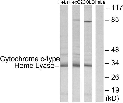 HCCS Antibody - Western blot analysis of extracts from HeLa cells, HepG2 cells and COLO cells, using Cytochrome c-type Heme Lyase antibody.