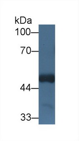 HCF1 / HCFC1 Antibody - Western Blot; Sample: Mouse Cerebrum lysate; Primary Ab: 1µg/ml Rabbit Anti-Human HCFC1 Antibody Second Ab: 0.2µg/mL HRP-Linked Caprine Anti-Rabbit IgG Polyclonal Antibody