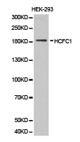 HCF1 / HCFC1 Antibody - Western blot of extracts of HEK-293 cell lines, using HCFC1 antibody.