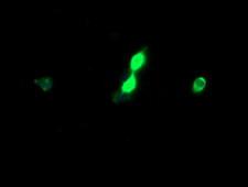 HCFC2 Antibody - Anti-HCFC2 mouse monoclonal antibody immunofluorescent staining of COS7 cells transiently transfected by pCMV6-ENTRY HCFC2.