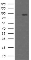 HCFC2 Antibody - HEK293T cells were transfected with the pCMV6-ENTRY control (Left lane) or pCMV6-ENTRY HCFC2 (Right lane) cDNA for 48 hrs and lysed. Equivalent amounts of cell lysates (5 ug per lane) were separated by SDS-PAGE and immunoblotted with anti-HCFC2.