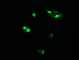 HCFC2 Antibody - Anti-HCFC2 mouse monoclonal antibody immunofluorescent staining of COS7 cells transiently transfected by pCMV6-ENTRY HCFC2.