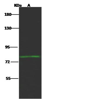 HCFC2 Antibody - Anti-HCFC2 rabbit polyclonal antibody at 1:500 dilution. Lane A: Jurkat Whole Cell Lysate. Lysates/proteins at 30 ug per lane. Secondary: Goat Anti-Rabbit IgG H&L (Dylight 800) at 1/10000 dilution. Developed using the Odyssey technique. Performed under reducing conditions. Predicted band size: 87 kDa. Observed band size: 80 kDa.