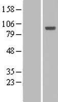 HCFC2 Protein - Western validation with an anti-DDK antibody * L: Control HEK293 lysate R: Over-expression lysate