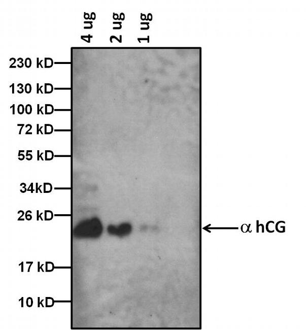 hCG / Chorionic Gonadotropin Antibody - Western blot analysis of hCG was performed by loading the indicated amounts of purified hCG protein extracted from human urine, and 15ul of PageRuler Prestained Protein Ladder per well onto a 4-20% Tris-HCl polyacrylamide gel. Proteins were transferred to a PVDF membrane using the G2 Fast Blotter and blocked with 5% Milk for at least 1 hour at room temperature. hCG was detected at ~22kD using a anti hCG antibody at a concentration of 4 µg/mL in blocking buffer overnight at 4C on a rocking platform, followed by an HRP-conjugated goat anti-mouse IgG (Fc) secondary antibody at a dilution of 1:10,000 for at least 1 hour. Chemiluminescent detection was performed using SuperSignal West Dura.