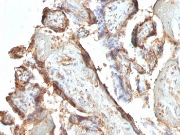 hCG / Chorionic Gonadotropin Antibody - Formalin-fixed, paraffin-embedded human placenta stained with hCG Holo antibody (HCGab/52).  This image was taken for the unmodified form of this product. Other forms have not been tested.