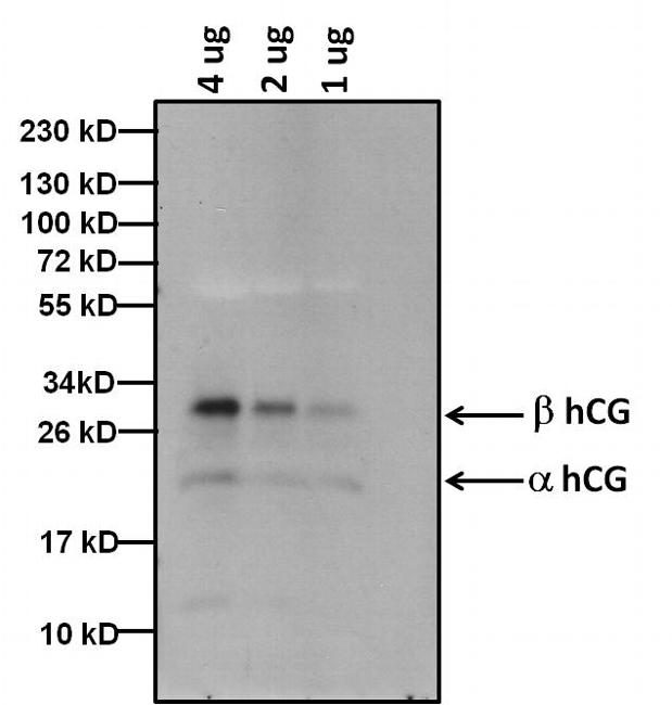 hCG / Chorionic Gonadotropin Antibody - Western blot analysis of hCG was performed by loading the indicated amounts of protein purified hCG protein extracted from human urine, and 15ul of PageRuler Prestained Protein Ladder per well onto a 4-20% Tris-HCl polyacrylamide gel. Proteins were transferred to a PVDF membrane using the G2 Fast Blotter and blocked with 5% Milk for at least 1 hour at room temperature. hCG was detected at ~32 and 22 kD using a anti hCG antibody at a concentration of 4 µg/mL in blocking buffer overnight at 4C on a rocking platform, followed by an HRP-conjugated goat anti-mouse IgG (Fc) secondary antibody at a dilution of 1:10,000 for at least 1 hour. Chemiluminescent detection was performed using SuperSignal West Dura.
