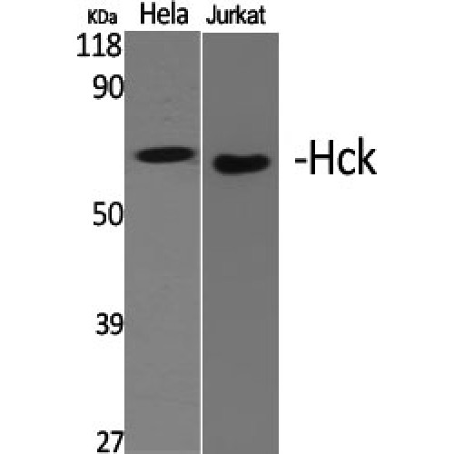 HCK Antibody - Western blot of Hck antibody