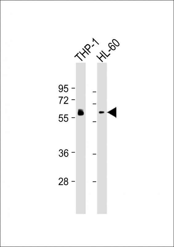 HCK Antibody - All lanes: Anti-HCK Antibody at 1:2000-1:4000 dilution. Lane 1: THP-1 whole cell lysates. Lane 2: HL-60 whole cell lysates Lysates/proteins at 20 ug per lane. Secondary Goat Anti-mouse IgG, (H+L), Peroxidase conjugated at 1:10000 dilution. Predicted band size: 60 kDa. Blocking/Dilution buffer: 5% NFDM/TBST.