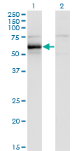 HCK Antibody - Western Blot analysis of HCK expression in transfected 293T cell line by HCK monoclonal antibody (M01), clone 1D9-1A9.Lane 1: HCK transfected lysate (Predicted MW: 57.3 KDa).Lane 2: Non-transfected lysate.