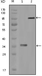 HCK Antibody - Western blot using HCK mouse monoclonal antibody against truncated HCK recombinant protein (1) and full-length HCK-GFP transfected CHO-K1 cell lysate (2).