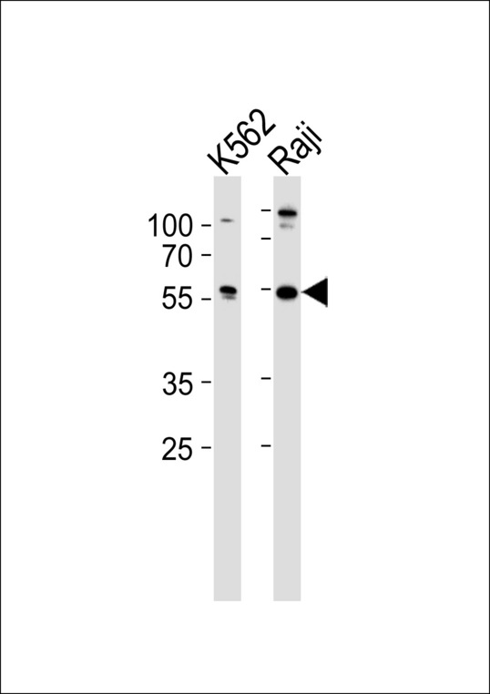 HCLS1 Antibody - Western blot of lysates from K562, Raji cell line (from left to right), using HCLS1 Antibody. Antibody was diluted at 1:1000 at each lane. A goat anti-rabbit IgG H&L (HRP) at 1:5000 dilution was used as the secondary antibody. Lysates at 35ug per lane.