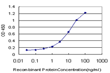 HCLS1 Antibody - Detection limit for recombinant GST tagged HCLS1 is approximately 0.3 ng/ml as a capture antibody.
