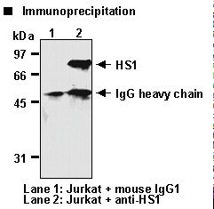 HCLS1 Antibody