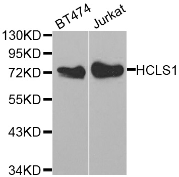 HCLS1 Antibody - Western blot analysis of extracts of various cell lines.