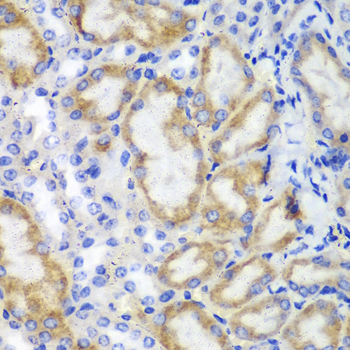 HCLS1 Antibody - Immunohistochemistry of paraffin-embedded mouse kidney tissue.