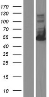 HCLS1 Protein - Western validation with an anti-DDK antibody * L: Control HEK293 lysate R: Over-expression lysate