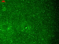 HCN1 Antibody - HCN1 (S70-28), Human Hippocampus.  This image was taken for the unconjugated form of this product. Other forms have not been tested.