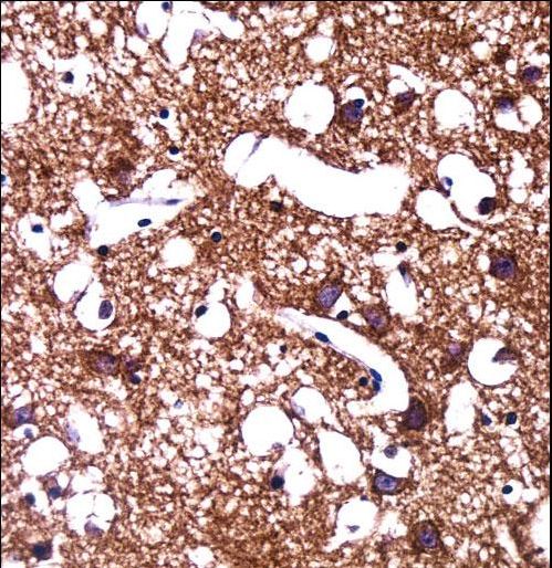 HCN1 Antibody - HCN1 Antibody immunohistochemistry of formalin-fixed and paraffin-embedded human brain tissue followed by peroxidase-conjugated secondary antibody and DAB staining.