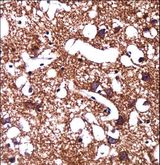 HCN1 Antibody - HCN1 Antibody immunohistochemistry of formalin-fixed and paraffin-embedded human brain tissue followed by peroxidase-conjugated secondary antibody and DAB staining.