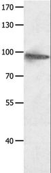 HCN1 Antibody - Western blot analysis of HeLa cell, using HCN1 Polyclonal Antibody at dilution of 1:950.