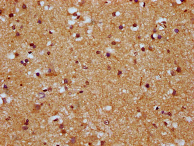 HCN1 Antibody - Immunohistochemistry Dilution at 1:500 and staining in paraffin-embedded human brain tissue performed on a Leica BondTM system. After dewaxing and hydration, antigen retrieval was mediated by high pressure in a citrate buffer (pH 6.0). Section was blocked with 10% normal Goat serum 30min at RT. Then primary antibody (1% BSA) was incubated at 4°C overnight. The primary is detected by a biotinylated Secondary antibody and visualized using an HRP conjugated SP system.