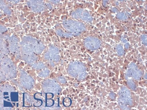 HCN2 Antibody - IHC analysis of HCN2 in frozen sections of mouse brain using HCN2 antibody.  This image was taken for the unconjugated form of this product. Other forms have not been tested.