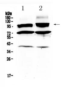 HCN2 Antibody - Western blot - Anti-HCN2 Picoband Antibody