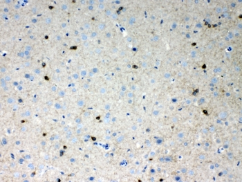 HCN2 Antibody - IHC testing of FFPE rat brain tissue with HCN2 antibody at 1ug/ml. Required HIER: steam section in pH6 citrate buffer for 20 min and allow to cool prior to testing.