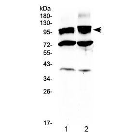 HCN2 Antibody - Western blot testing of 1) rat brain and 2) mouse brain lysate with HCN2 antibody at 0.5ug/ml. Predicted molecular weight: 97-105 kDa (unmodified), 115-130 kDa (glycosylated).