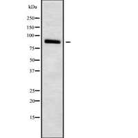 HCN3 Antibody - Western blot analysis of HCN3 using LOVO cells whole cells lysates