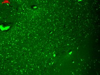 HCN4 Antibody - HCN4 (S114-10), Human Hippocampus.  This image was taken for the unconjugated form of this product. Other forms have not been tested.