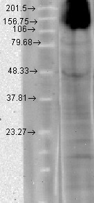 HCN4 Antibody - HCN4 (S114-10), T-HEK, induced.  This image was taken for the unconjugated form of this product. Other forms have not been tested.